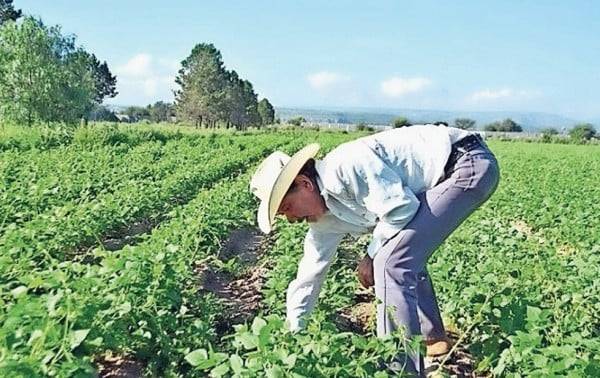 Alcanzará un 30% de la superficie de siembra