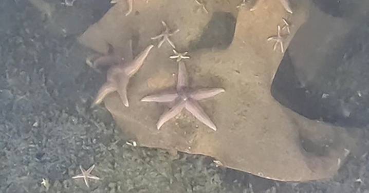 Submersible discovers unexploded Nazi bombs teeming with marine life off Germany: "Rare but remarkable"