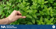 Mezclar menta y eucalipto: por qué lo recomiendan y para qué sirve