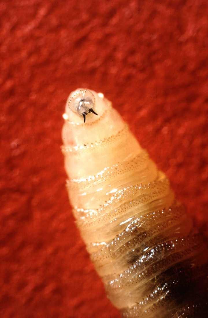 This flesh-eating parasite is now just 70 miles from the US border and officials are sounding the alarm