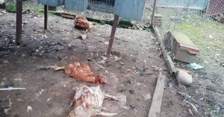 Operación gallinero: una treintena de fincas de la provincia de Córdoba se protegerán de los ataques del lince