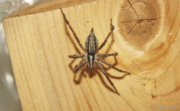 Maine has spiders that can hiss and jump