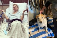 Actor breaks her back after Hudson Valley stable owner's dog 'lunges,' spooks horse