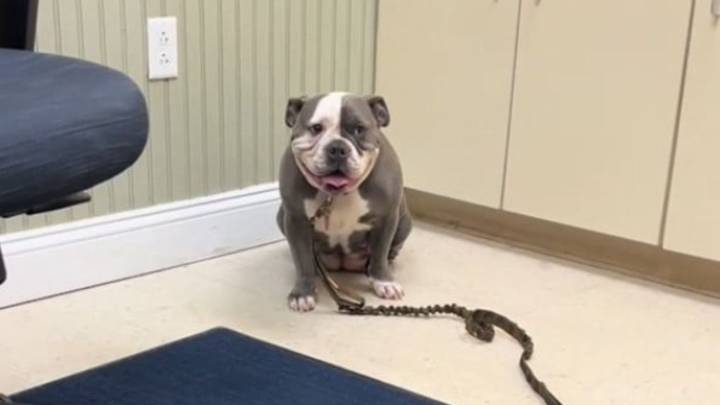 Missouri Man Rushes His Limping Dog To The Vet, Pays $125, Then Learns He’s Been Played