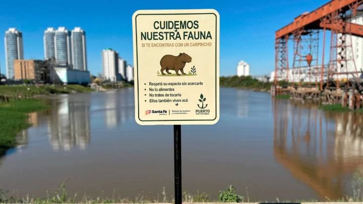 Carpinchos en el Puerto de Santa Fe: lanzaron una singular campaña de concientización