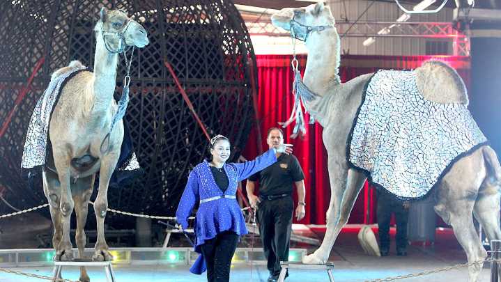 Great Pages Circus visits Bedford for 2 days of performances