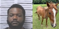 Man starved horse, burned another, court documents say