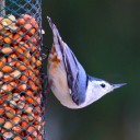 Outdoors column: Nuthatch may be here for the winter