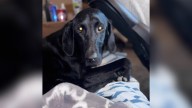 Texas Couple's Jaw Drop When DNA Test Uncovers Their $900 Labrador's True Heritage