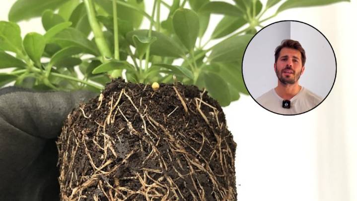 Álvaro Pedrera, experto en jardinería: “Hacé esto si se están pudriendo las raíces de tus plantas”