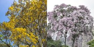 Ibagué euflórica