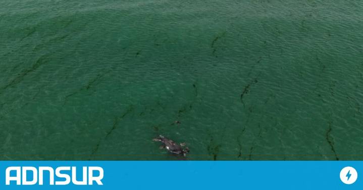 18:57 Prefectura Naval retiró ballenas muertas en Puerto Madryn para evitar riesgos sanitarios