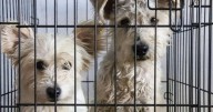 Arranca este lunes nueva jornada de Esterilización Canina y Felina Móvil