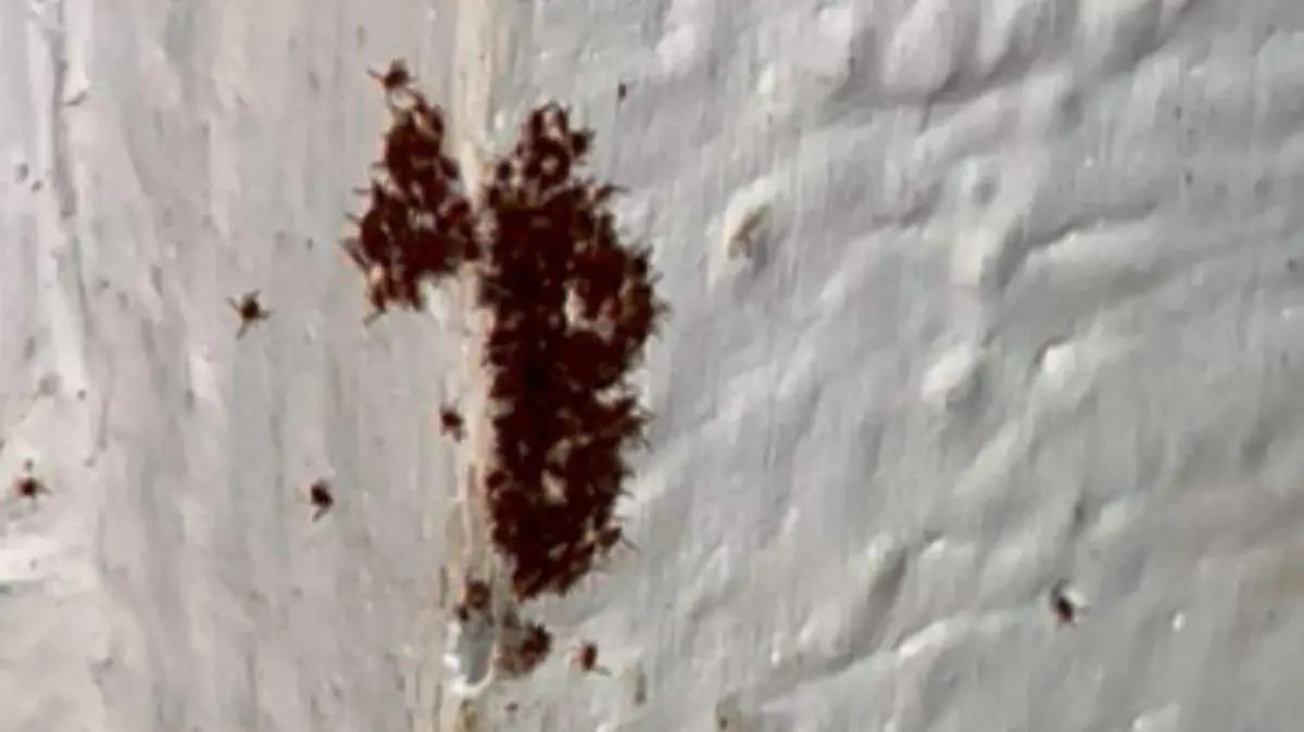 Vecinos de San Fermín denuncian plaga de garrapatas en Culiacán; piden intervención de Salud