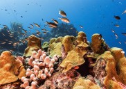 Científicos desarrollan nueva herramienta para escuchar conversaciones de peces