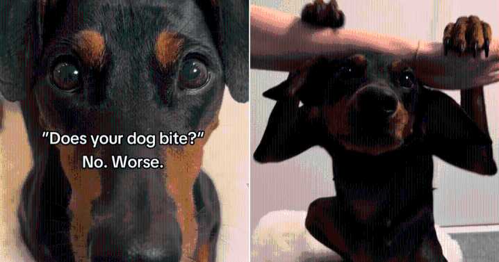 “Batdog” Dobermann Wows Internet After Owner Asked About Biting