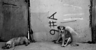 ¡Otro caso! Hombre mata a balazos a perro callejero y es detenido en Oaxaca