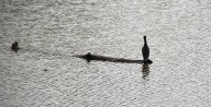 Washington Gas Ordered to Contain Ongoing Pollution of Anacostia River