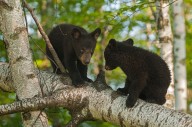 What happens when you leave peanut butter in the forest? Caught on hidden camera