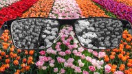 El test visual que puede determinar rápidamente si una persona es daltónica