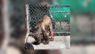 Trasladan a osezna descuidada en Nuevo León a fundación para su recuperación