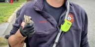 2 rabbits rescued from storm drain in Manchester
