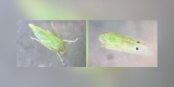 Invasive insect that feeds on cotton plants spotted in Georgia