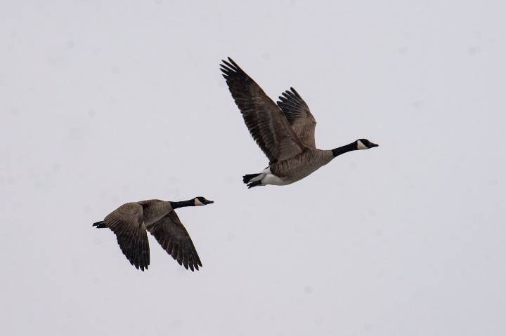 Cops charge driver in hit-and-run that killed 7 geese