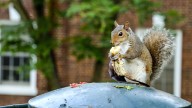 12 Clever Ways To Keep Squirrels From Getting Into Your Garbage Cans
