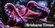 Octopus news: Humans can be right- or left-handed. What happens when you have eight arms?