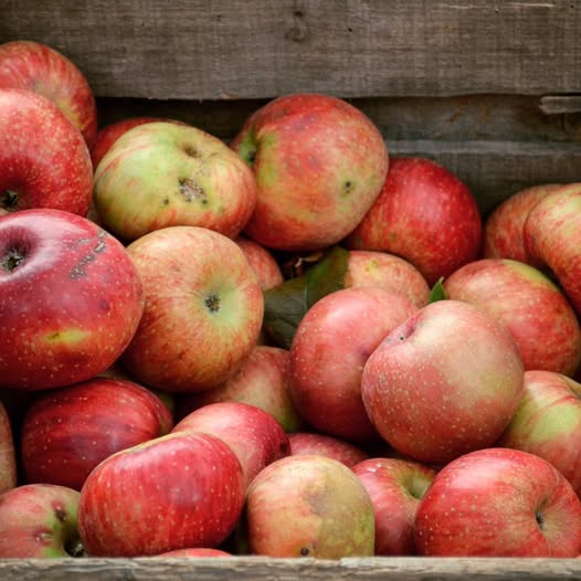 Festival de la Manzana: música y sabores del otoño con entrada gratuita