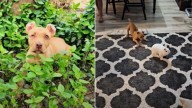 Tennessee Puppy With Only One Eye Proves That Love Can Heal The Deepest Wounds