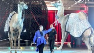 Great Pages Circus visits Bedford for 2 days of performances
