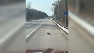 Virginia Rescuers Rush To Save An Injured Animal, Then Witness Something Amazing