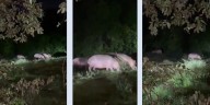 En video quedó registrada una manada de hipopótamos en Doradal, Antioquia