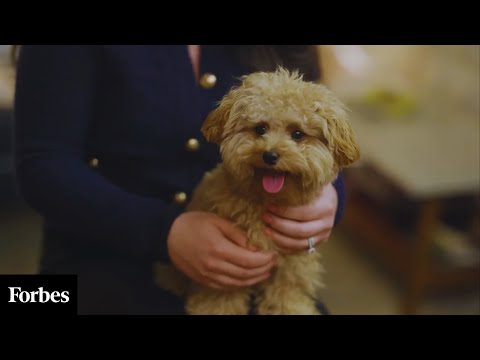 The Secret Behind Ollie’s Fresh Dog Food | Healthier Dogs, Happier Lives