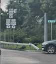WATCH: Massive Birds Snarl Traffic In Western New York