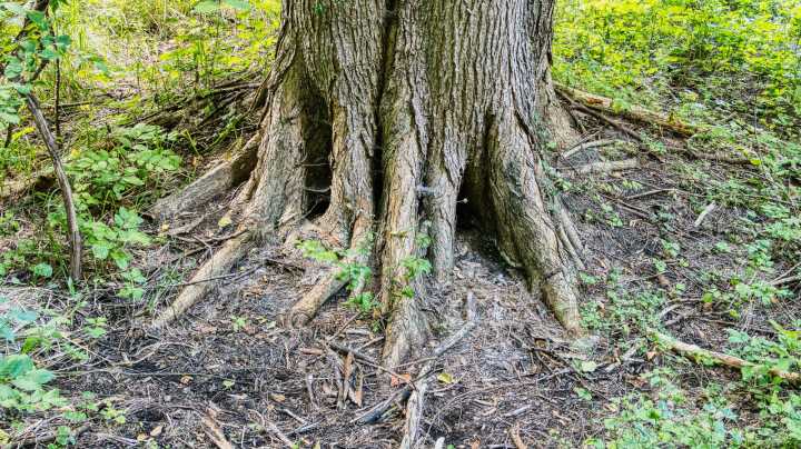 The Easy-To-Grow Ground Cover That's Perfect For Covering Exposed Tree Roots