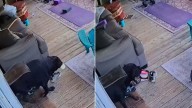Texas Owner Finds Out Which Furry Friend Is Snatching Food Using Security Footage
