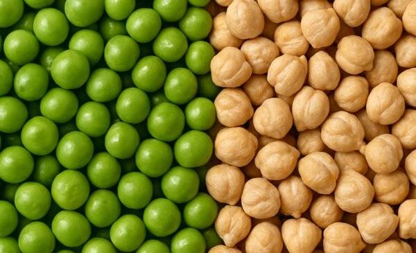 Arvejas y garbanzos en el SOB: algo más que una rotación para fijar nitrógeno al suelo