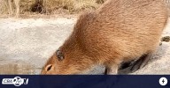 Córdoba: Policía Ambiental secuestró dos pecaríes y un carpincho de una granja