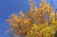 Garden Talk: Preparing trees for autumn