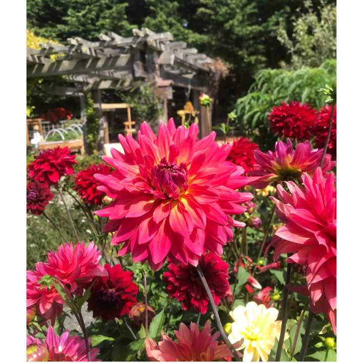 Master Gardeners to host Walk
