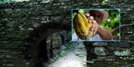 Falan impulsa el cacao como otro motor económico del Tolima