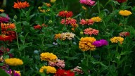 Basta de excusas: las plantas hermosas que sobreviven con poca agua y se bancan el pleno sol en verano