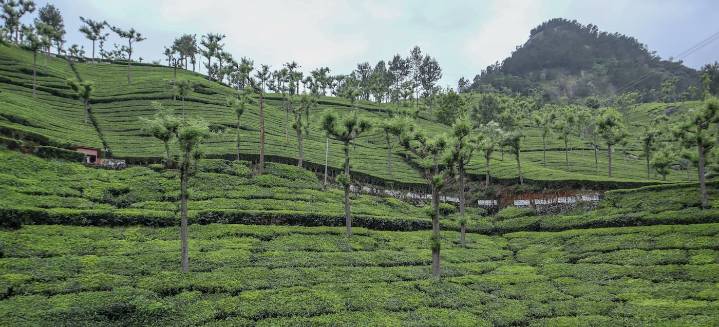Ooty Calling: South India’s Dreamy Honeymoon Escape