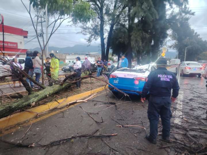 Cae árbol sobre taxi en Oaxaca y deja 3 lesionados