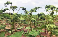 Algodón: productores advierten que algunos herbicidas hormonales causan daños ambientales masivos