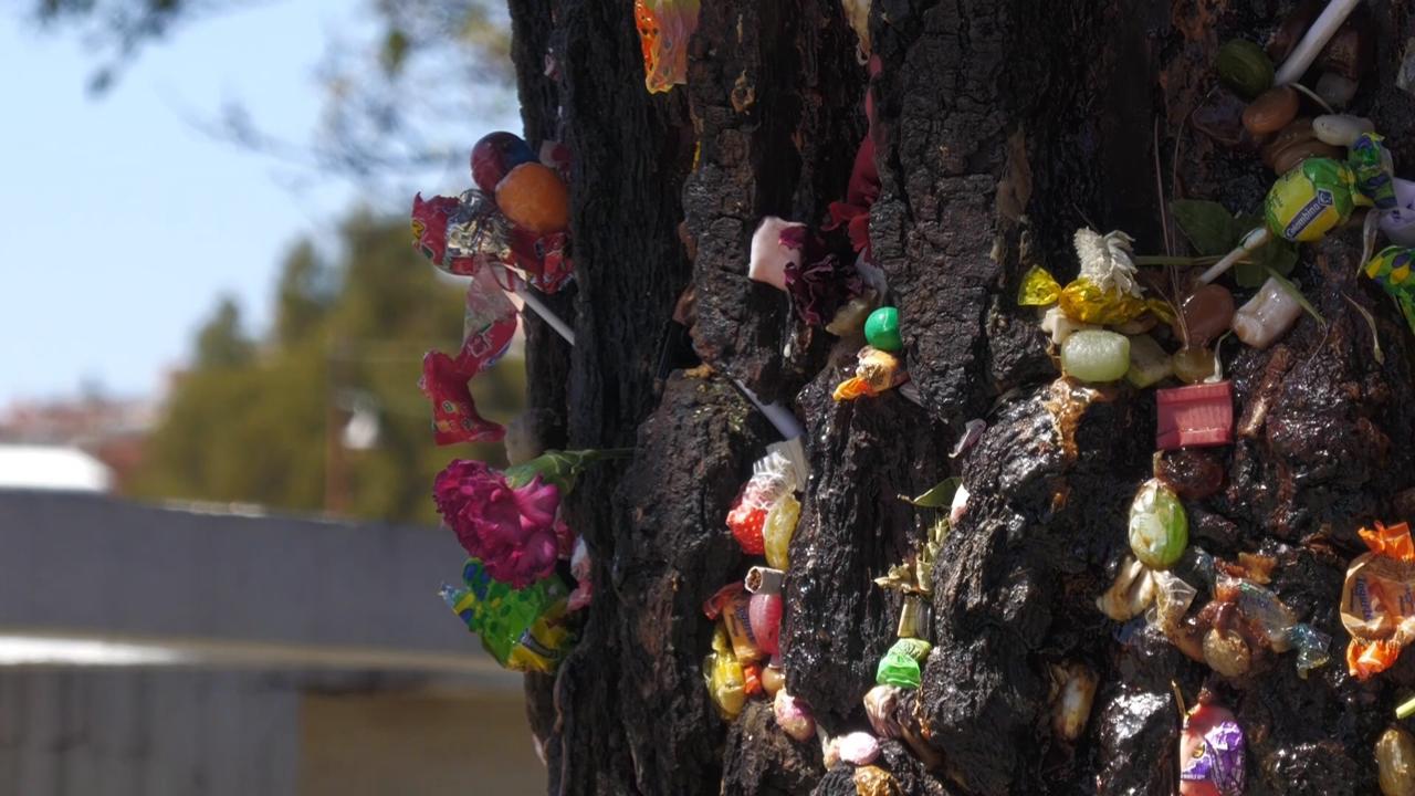 Lightning-struck tree becomes sacred shrine in Bolivian cemetery
