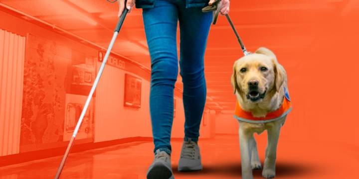 Proponen formación especial para que personal de CDMX respete los derechos de usuarios con perros de asistencia